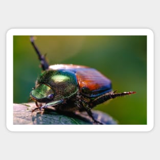 Beetle Yoga. Japanese Scarab Beetle Macro Photograph Sticker